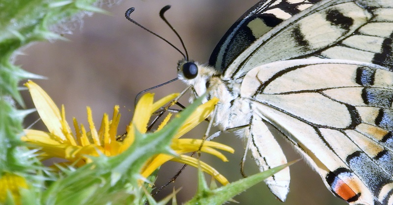 Insetti e il mondo dei fiori – gli impollinatori